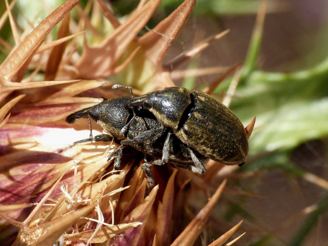 Curculionidi su Carlina - Larinus ursus